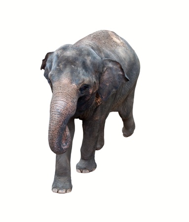 Thai  elephant isolated on white background.の写真素材