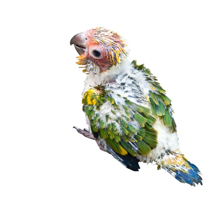 Young Macaw on white background.の写真素材