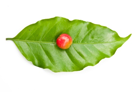 coffee beans and coffee leaf on white background の写真素材