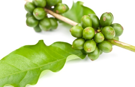 coffee beans and leaf on white background の写真素材