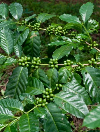 coffee beans on coffee tree.の写真素材