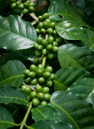 coffee beans on coffee tree.の写真素材