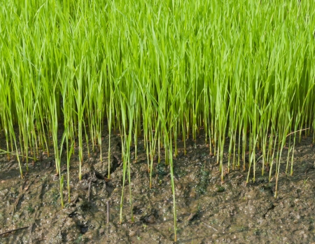 Young rice cultivate  in rice field.の写真素材
