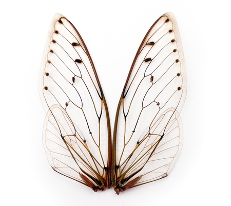 A pair of cicada insect  wingsの写真素材