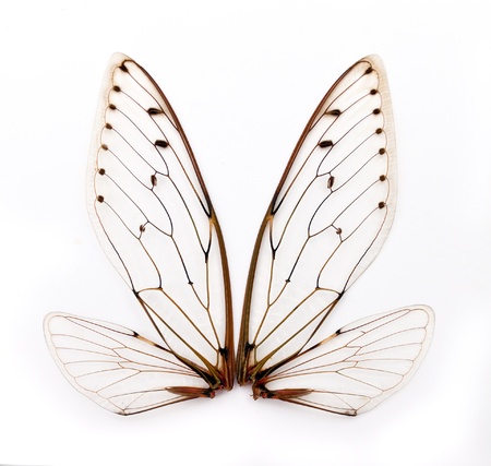 A pair of cicada insect  wingsの写真素材