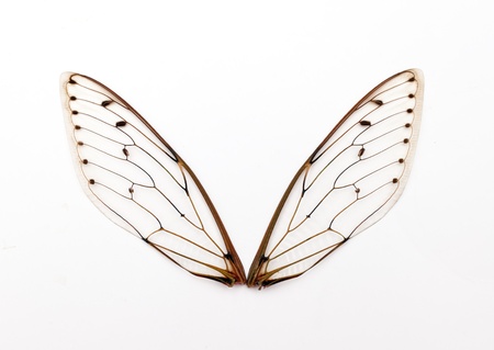 A pair of cicada insect  wingsの写真素材