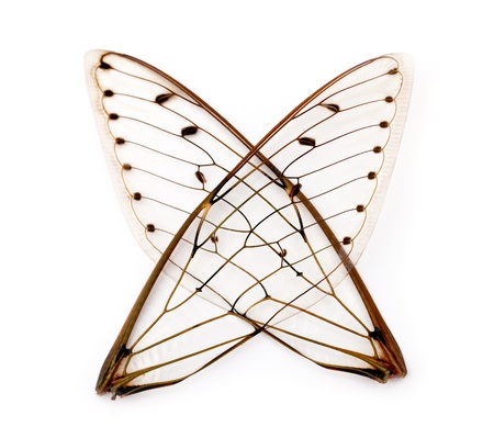 A pair of cicada insect  wings
