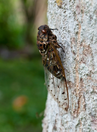 cicada insect on the tree.の写真素材
