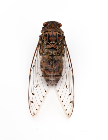cicada insect  isolated on white background の写真素材