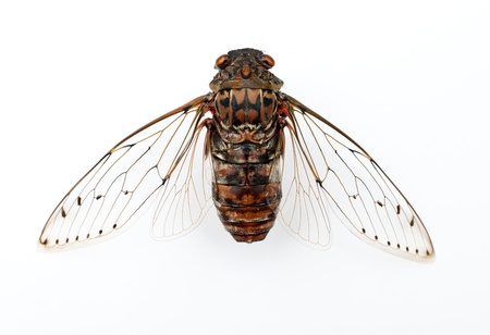 cicada insect  isolated on white background の写真素材