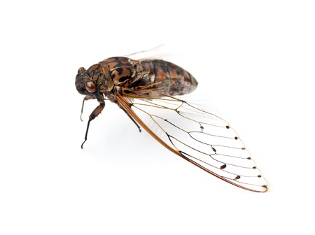 cicada insect  isolated on white background の写真素材