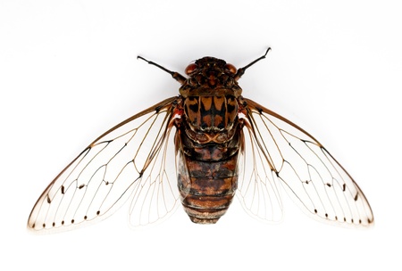 cicada insect  isolated on white background の写真素材