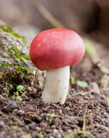 red mushroom at the forest for  food ingredient.の写真素材