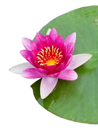 beautiful  lotus on white background.の写真素材