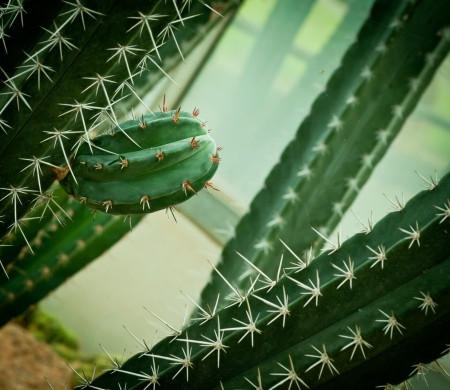 Close up of cactus in vigget style  の写真素材