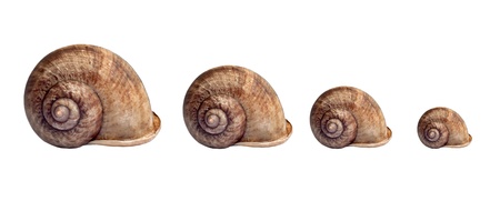 snail isolated on a white background の写真素材
