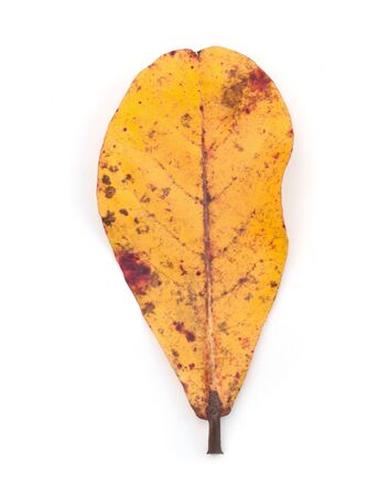 old  leaf isolated on white backgroundの写真素材