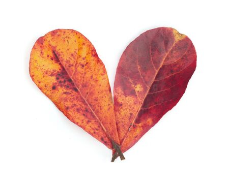 old  leaf isolated on white background