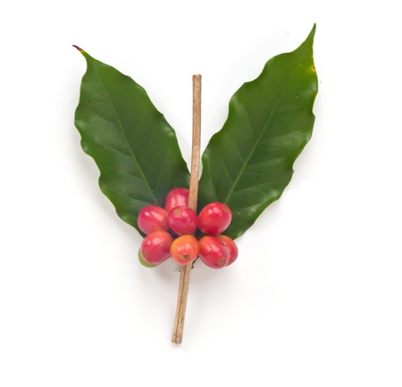 Ripe coffee beans on white background の写真素材
