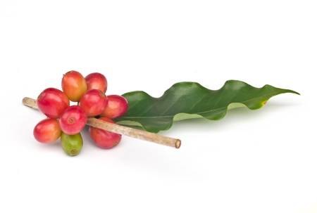 Ripe coffee beans on white background の写真素材