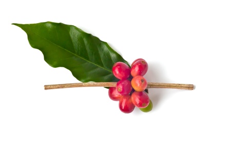 Ripe coffee beans on white background の写真素材