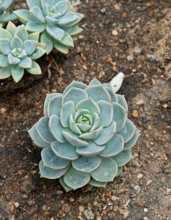 Close up of cactus flower の写真素材