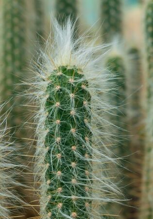 Close up of cactus flower の写真素材
