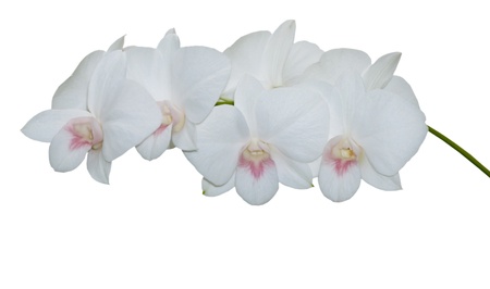 Beautiful white orchid blooming on the white background.の写真素材