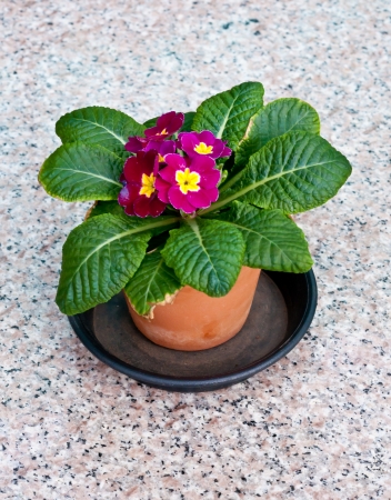 flower in pot in flower garden .の写真素材