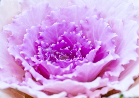 Fresh  lettuce in Hydroponics.farm .の写真素材