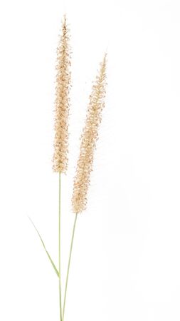 Grass flower on white background.の写真素材