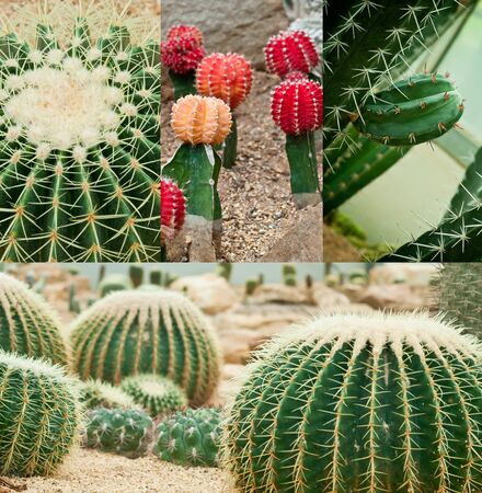 Close up of cactus in the green houseの写真素材