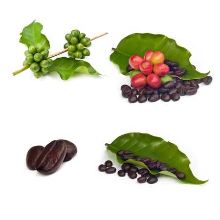 coffee beans  Isolated  on white background.の写真素材