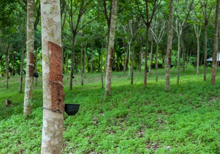 Rows of rubber trees garden.の写真素材