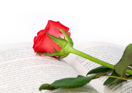 Red rose on the  book in thai language.の写真素材