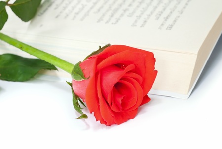 Red rose on the  book in thai language.の写真素材