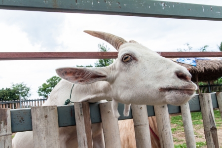 Closeup of Goats face  in the outdoor  farm  の写真素材