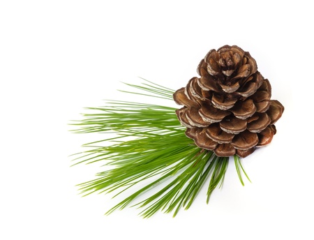 Pine cones with  branches isolated on white background.の写真素材