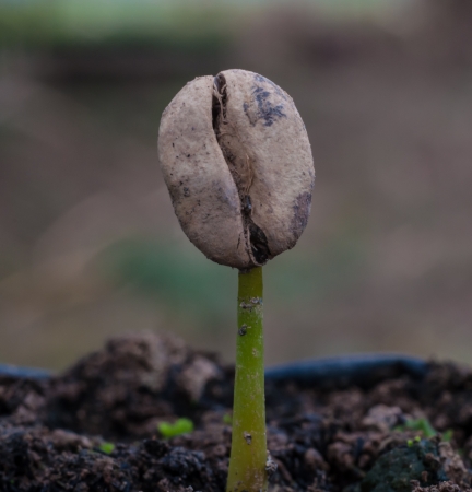 coffee sprout growing from seedling in Plant nurseries.の写真素材