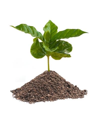 coffee sprout growing isolated on white background.の写真素材