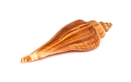 sea shell isolated on white.の写真素材