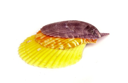 sea shell isolated on white.