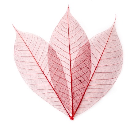 dried color  leaf  transparent    isolated on white.の写真素材