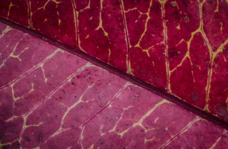 close up of red Leaf texture background .の写真素材