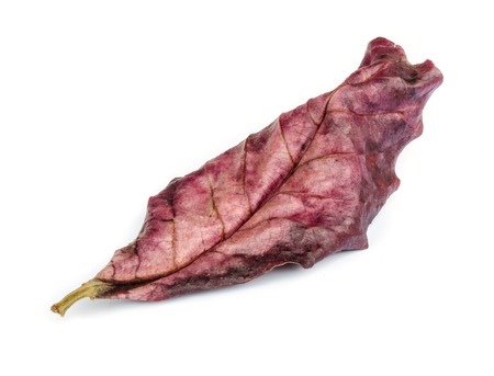Close up of dry leaf isolated on white background.