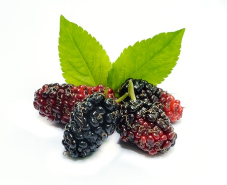Group of mulberries with a leaves Isolated on a white background.の写真素材