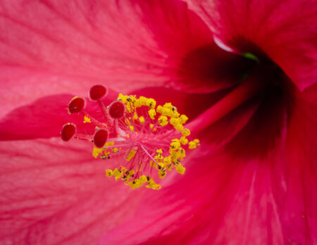 Close up of Hibiscus rosa sinensis  flower .の写真素材