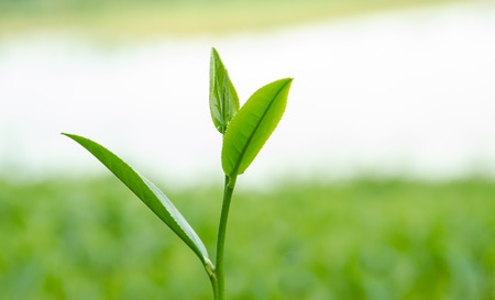 Green tea sprout with dew in the morning の写真素材