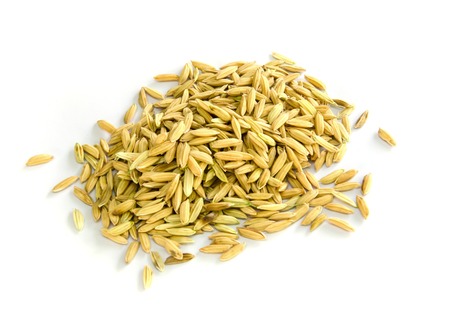 paddy rice seed  on a  white background.の写真素材