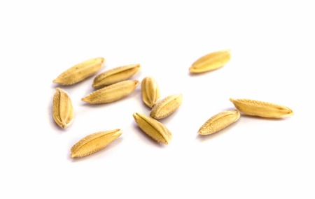 paddy rice seed  on a  white background.の写真素材